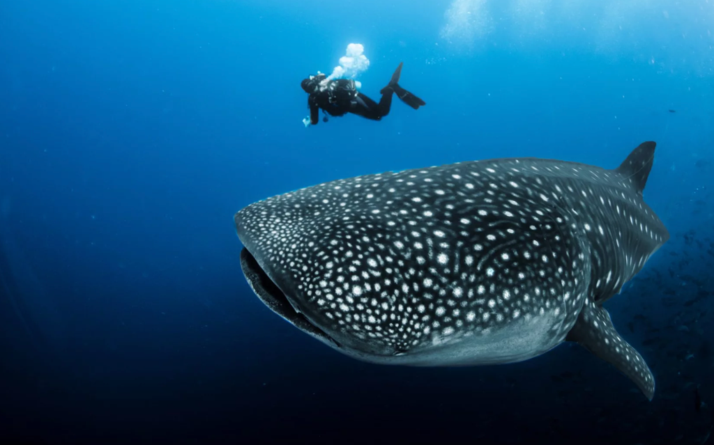 requin baleine et plongeurs